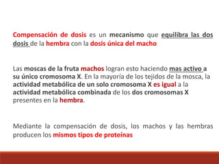 Compensación de dosis es un mecanismo que equilibra las dos
dosis de la hembra con la dosis única del macho
Las moscas de la fruta machos logran esto haciendo mas activo a
su único cromosoma X. En la mayoría de los tejidos de la mosca, la
actividad metabólica de un solo cromosoma X es igual a la
actividad metabólica combinada de los dos cromosomas X
presentes en la hembra.
Mediante la compensación de dosis, los machos y las hembras
producen los mismos tipos de proteínas
 