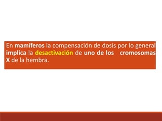 En mamíferos la compensación de dosis por lo general
implica la desactivación de uno de los cromosomas
X de la hembra.
 
