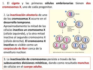 1. El cigoto y las primeras células embrionarias tienen dos
cromosomas X, uno de cada progenitor.
2. La inactivación aleatoria de uno
de los cromosomas X ocurre en el
desarrollo temprano.
Aproximadamente la mitad de las
células inactiva un cromosoma X
(célula izquierda), y la otra mitad
inactiva al segundo cromosoma X
(célula derecha). El cromosoma X
inactivo es visible como un
corpúsculo de Barr cerca de la
envoltura nuclear.
3. La inactivación de cromosomas persiste a través de las
subsecuentes divisiones mitóticas, dando como resultado manchas
de células en el cuerpo adulto.
 