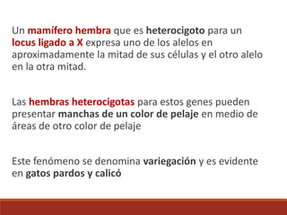 Un mamífero hembra que es heterocigoto para un
locus ligado a X expresa uno de los alelos en
aproximadamente la mitad de sus células y el otro alelo
en la otra mitad.
Las hembras heterocigotas para estos genes pueden
presentar manchas de un color de pelaje en medio de
áreas de otro color de pelaje
Este fenómeno se denomina variegación y es evidente
en gatos pardos y calicó
 