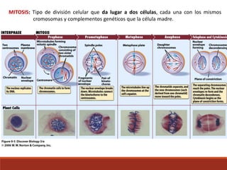 MITOSIS: Tipo de división celular que da lugar a dos células, cada una con los mismos
cromosomas y complementos genéticos que la célula madre.
 