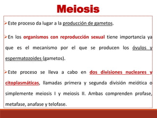 Meiosis
Este proceso da lugar a la producción de gametos.
En los organismos con reproducción sexual tiene importancia ya
que es el mecanismo por el que se producen los óvulos y
espermatozoides (gametos).
Este proceso se lleva a cabo en dos divisiones nucleares y
citoplasmáticas, llamadas primera y segunda división meiótica o
simplemente meiosis I y meiosis II. Ambas comprenden profase,
metafase, anafase y telofase.
 