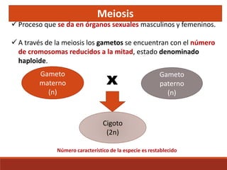  Proceso que se da en órganos sexuales masculinos y femeninos.
 A través de la meiosis los gametos se encuentran con el número
de cromosomas reducidos a la mitad, estado denominado
haploide.
Meiosis
Gameto
materno
(n)
x Gameto
paterno
(n)
Cigoto
(2n)
Número característico de la especie es restablecido
 