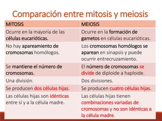 Comparación entre mitosis y meiosis
MITOSIS MEIOSIS
Ocurre en la mayoría de las
células eucarióticas.
Ocurre en la formación de
gametos en células eucarióticas.
No hay apareamiento de
cromosomas homólogos.
Los cromosomas homólogos se
aparean en sinapsis y puede
ocurrir entrecruzamiento.
Se mantiene el número de
cromosomas.
El número de cromosomas se
divide de diploide a haploide.
Una división. Dos divisiones.
Se producen dos células hijas. Se producen cuatro células hijas.
Las células hijas son idénticas
entre sí y a la célula madre.
Las células hijas tienen
combinaciones variadas de
cromosomas y no son idénticas a
la célula madre.
 
