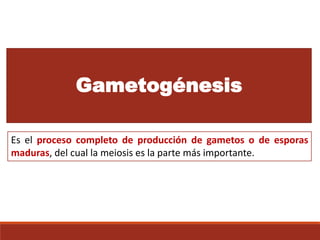 Gametogénesis
Es el proceso completo de producción de gametos o de esporas
maduras, del cual la meiosis es la parte más importante.
 