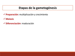 Etapas de la gametogénesis
 Preparación: multiplicación y crecimiento
 Meiosis
 Diferenciación: maduración
 