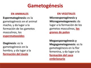 Gametogénesis
Espermatogénesis: es la
gametogénesis en el animal
macho, y da lugar a la
formación de los gametos
masculinos, los
espermatozoides
Oogénesis: es la
gametogénesis en la
hembra, y da lugar a la
formación del óvulo
EN ANIMALES
Microesporogénesis y
Microgametogenesis: da
lugar a la formación de los
gametos masculinos, los
granos de polen
Megaesporogénesis y
Megagametogenesis: es la
gametogénesis en la flor
femenina, y da lugar a la
formación del saco
embrionario
EN VEGETALES
 