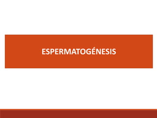 ESPERMATOGÉNESIS
 