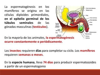 La espermatogénesis en los
mamíferos se origina en las
células diploides primordiales,
en el epitelio germinal de los
túbulos seminales de las
gónadas masculinas (testículos).
En la mayoría de los animales, la espermatogénesis
ocurre constantemente o periódicamente.
Los insectos requieren días para completar su ciclo. Los mamíferos
requieren semanas o meses.
En la especie humana, lleva 74 días para producir espermatozoides
a partir de un espermatogonio
 