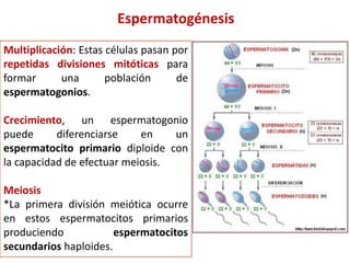 Espermatogénesis
Multiplicación: Estas células pasan por
repetidas divisiones mitóticas para
formar una población de
espermatogonios.
Crecimiento, un espermatogonio
puede diferenciarse en un
espermatocito primario diploide con
la capacidad de efectuar meiosis.
Meiosis
*La primera división meiótica ocurre
en estos espermatocitos primarios
produciendo espermatocitos
secundarios haploides.
 