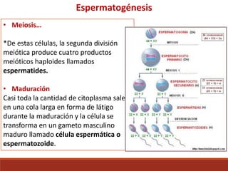 Espermatogénesis
• Meiosis…
*De estas células, la segunda división
meiótica produce cuatro productos
meióticos haploides llamados
espermatides.
• Maduración
Casi toda la cantidad de citoplasma sale
en una cola larga en forma de látigo
durante la maduración y la célula se
transforma en un gameto masculino
maduro llamado célula espermática o
espermatozoide.
 