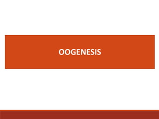 OOGENESIS
 