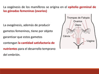La oogénesis de los mamíferos se origina en el epitelio germinal de
las gónadas femeninas (ovarios)
La ovogénesis, además de producir
gametos femeninos, tiene por objeto
garantizar que estos gametos
contengan la cantidad satisfactoria de
nutrientes para el desarrollo temprano
del embrión.
 