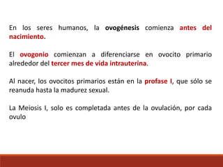 En los seres humanos, la ovogénesis comienza antes del
nacimiento.
El ovogonio comienzan a diferenciarse en ovocito primario
alrededor del tercer mes de vida intrauterina.
Al nacer, los ovocitos primarios están en la profase I, que sólo se
reanuda hasta la madurez sexual.
La Meiosis I, solo es completada antes de la ovulación, por cada
ovulo
 