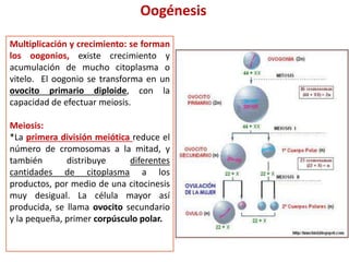 Oogénesis
Multiplicación y crecimiento: se forman
los oogonios, existe crecimiento y
acumulación de mucho citoplasma o
vitelo. El oogonio se transforma en un
ovocito primario diploide, con la
capacidad de efectuar meiosis.
Meiosis:
*La primera división meiótica reduce el
número de cromosomas a la mitad, y
también distribuye diferentes
cantidades de citoplasma a los
productos, por medio de una citocinesis
muy desigual. La célula mayor así
producida, se llama ovocito secundario
y la pequeña, primer corpúsculo polar.
 