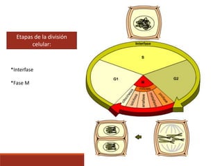 Etapas de la división
celular:
*Interfase
*Fase M
 