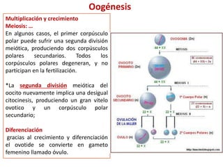 Oogénesis
Multiplicación y crecimiento
Meiosis: …
En algunos casos, el primer corpúsculo
polar puede sufrir una segunda división
meiótica, produciendo dos corpúsculos
polares secundarios. Todos los
corpúsculos polares degeneran, y no
participan en la fertilización.
*La segunda división meiótica del
oocito nuevamente implica una desigual
citocinesis, produciendo un gran vitelo
ovotico y un corpúsculo polar
secundario;
Diferenciación
gracias al crecimiento y diferenciación
el ovotide se convierte en gameto
femenino llamado óvulo.
 