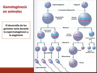 El desarrollo de los
gametos varía durante
la espermatogénesis y
la oogénesis
Gametogénesis
en animales
 