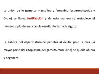 La unión de lo gametos masculino y femenino (espermatozoide y
óvulo) se llama fertilización y de esta manera se restablece el
número diploide en la célula resultante llamada cigoto.
La cabeza del espermatozoide penetra al óvulo, pero la cola (la
mayor parte del citoplasma del gameto masculino) se queda afuera
y degenera.
 