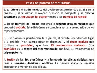 Pasos del proceso de fertilización
1. La primera división meiótica del ovulo en desarrollo (que estaba en la
profase I, para formar el ovocito primario se completa y el ovocito
secundario es expulsado del ovario y migra a las trompas de Falopio.
2. En las trompas de Falopio comienza la segunda división meiótica que
producirá ovótide. Esta división no se completa hasta la penetración de los
espermatozoides.
3. Si se produce la penetración del esperma, el ovocito secundario da lugar
a la ovótide (y un cuerpo polar se degenera) y el óvulo maduro que
contiene el pronúcleo, que lleva 23 cromosomas maternos. Otra
pronúcleo es la cabeza del espermatozoide que lleva 23 cromosomas de
origen paterno.
4. Fusión de los dos pronúcleos y la formación de células cigóticas, que
pasa a sucesivas divisiones mitóticas. La primera etapa de escisión
produce un embrión de dos células.
 