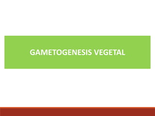 GAMETOGENESIS VEGETAL
 