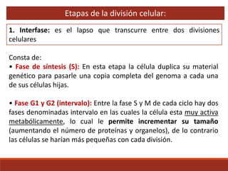 1. Interfase: es el lapso que transcurre entre dos divisiones
celulares
Consta de:
• Fase de síntesis (S): En esta etapa la célula duplica su material
genético para pasarle una copia completa del genoma a cada una
de sus células hijas.
• Fase G1 y G2 (intervalo): Entre la fase S y M de cada ciclo hay dos
fases denominadas intervalo en las cuales la célula esta muy activa
metabólicamente, lo cual le permite incrementar su tamaño
(aumentando el número de proteínas y organelos), de lo contrario
las células se harían más pequeñas con cada división.
Etapas de la división celular:
 