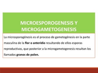 MICROESPOROGENESIS Y
MICROGAMETOGENESIS
La microsporogénesis es el proceso de gametogénesis en la parte
masculina de la flor o anteridio resultando de ellos esporas
reproductivas, que posterior a la microgametogenesis resultan los
llamados granos de polen.
 