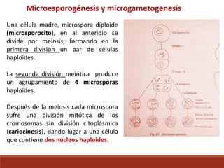 Microesporogénesis y microgametogenesis
Una célula madre, microspora diploide
(microsporocito), en al anteridio se
divide por meiosis, formando en la
primera división un par de células
haploides.
La segunda división meiótica produce
un agrupamiento de 4 microsporas
haploides.
Después de la meiosis cada microspora
sufre una división mitótica de los
cromosomas sin división citoplásmica
(cariocinesis), dando lugar a una célula
que contiene dos núcleos haploides.
 