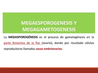 MEGAESPOROGENESIS Y
MEGAGAMETOGENESIS
La MEGASPOROGÉNESIS es el proceso de gametogénesis en la
parte femenina de la flor (ovario), dando por resultado células
reproductoras llamadas sacos embrionarios.
 