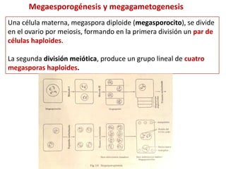 Megaesporogénesis y megagametogenesis
Una célula materna, megaspora diploide (megasporocito), se divide
en el ovario por meiosis, formando en la primera división un par de
células haploides.
La segunda división meiótica, produce un grupo lineal de cuatro
megasporas haploides.
 