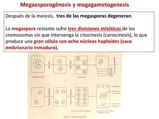 Megaesporogénesis y megagametogenesis
Después de la meiosis, tres de las megasporas degeneran.
La megaspora restante sufre tres divisiones mitóticas de los
cromosomas sin que intervenga la citocinesis (cariocinesis), lo que
produce una gran célula con ocho núcleos haploides (saco
embrionario inmaduro).
 