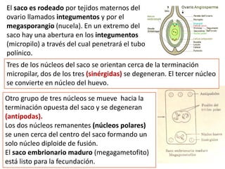 El saco es rodeado por tejidos maternos del
ovario llamados integumentos y por el
megasporangio (nucela). En un extremo del
saco hay una abertura en los integumentos
(micropilo) a través del cual penetrará el tubo
polínico.
Otro grupo de tres núcleos se mueve hacia la
terminación opuesta del saco y se degeneran
(antípodas).
Los dos núcleos remanentes (núcleos polares)
se unen cerca del centro del saco formando un
solo núcleo diploide de fusión.
El saco embrionario maduro (megagametofito)
está listo para la fecundación.
Tres de los núcleos del saco se orientan cerca de la terminación
micropilar, dos de los tres (sinérgidas) se degeneran. El tercer núcleo
se convierte en núcleo del huevo.
 