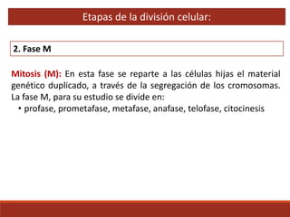 Mitosis (M): En esta fase se reparte a las células hijas el material
genético duplicado, a través de la segregación de los cromosomas.
La fase M, para su estudio se divide en:
• profase, prometafase, metafase, anafase, telofase, citocinesis
Etapas de la división celular:
2. Fase M
 