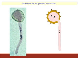 Formación de los gametos masculinos.
 