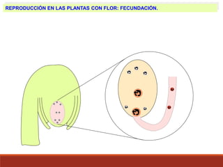 REPRODUCCIÓN EN LAS PLANTAS CON FLOR: FECUNDACIÓN.
 