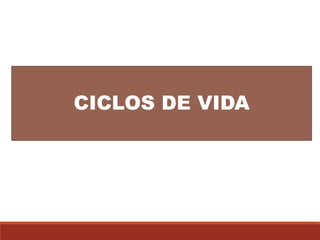 CICLOS DE VIDA
 