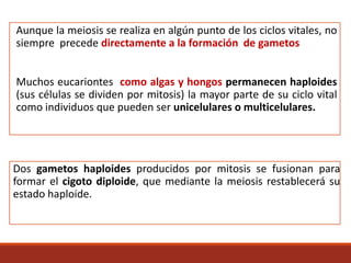 Aunque la meiosis se realiza en algún punto de los ciclos vitales, no
siempre precede directamente a la formación de gametos
Muchos eucariontes como algas y hongos permanecen haploides
(sus células se dividen por mitosis) la mayor parte de su ciclo vital
como individuos que pueden ser unicelulares o multicelulares.
Dos gametos haploides producidos por mitosis se fusionan para
formar el cigoto diploide, que mediante la meiosis restablecerá su
estado haploide.
 