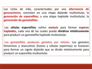 Los ciclos de vida, caracterizados por una alternancia de
generaciones, consisten en una etapa diploide multicelular, la
generación de esporofitos, y una etapa haploide multicelular, la
generación de gametofitos.
Las células esporofitos sufren meiosis para formar esporas
haploides, cada una de las cuales puede dividirse mitóticamente
para producir un gametofito haploide multicelular.
Los gametofitos producen gametos por mitosis. Los gametos
femeninos y masculinos (huevo y células espermas) se fusionan
para formar un cigoto diploide que se divide mitoticamente para
producir un esporofito multicelular.
 