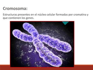 Cromosoma:
Estructuras presentes en el núcleo celular formadas por cromatina y
que contienen los genes.
 