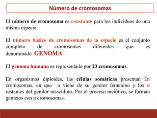 Número de cromosomas
El número de cromosoma es constante para los individuos de una
misma especie.
El número básico de cromosomas de la especie es el conjunto
completo de cromosomas diferentes que es
denominado GENOMA.
El genoma humano es representado por 23 cromosomas.
En organismos diploides, las células somáticas presentan 2n
cromosomas, en que n viene de su genitor femenino y los n
restantes del genitor masculino. Por el proceso meiótico, se forman
gametos con n cromosomas.
 