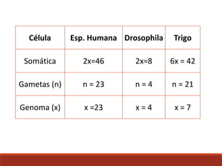 Célula Esp. Humana Drosophila Trigo
Somática 2x=46 2x=8 6x = 42
Gametas (n) n = 23 n = 4 n = 21
Genoma (x) x =23 x = 4 x = 7
 