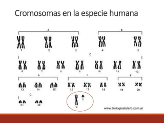 Cromosomas en la especie humana
 