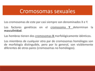 Cromosomas sexuales
Los cromosomas de este par casi siempre son denominados X e Y.
Los factores genéticos en el cromosoma Y determinan la
masculinidad.
Las hembras tienen dos cromosomas X morfológicamente idénticos.
Los miembros de cualquier otro par de cromosomas homólogos son
de morfología distinguible, pero por lo general, son visiblemente
diferentes de otros pares (cromosomas no homólogos).
 