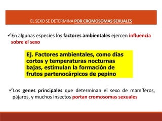 EL SEXO SE DETERMINA POR CROMOSOMAS SEXUALES
Ej. Factores ambientales, como dias
cortos y temperaturas nocturnas
bajas, estimulan la formación de
frutos partenocárpicos de pepino
En algunas especies los factores ambientales ejercen influencia
sobre el sexo
Los genes principales que determinan el sexo de mamíferos,
pájaros, y muchos insectos portan cromosomas sexuales
 
