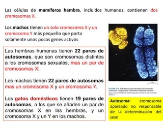 Las células de mamíferos hembra, incluidos humanos, contienen dos
cromosomas X.
Los machos tienen un solo cromosoma X y un
cromosoma Y más pequeño que porta
solamente unos pocos genes activos
Las hembras humanas tienen 22 pares de
autosomas, que son cromosomas distintos
a los cromosomas sexuales, mas un par de
cromosomas X;
Los machos tienen 22 pares de autosomas
mas un cromosoma X y un cromosoma Y.
Los gatos domésticos tienen 19 pares de
autosomas, a los que se añaden un par de
cromosomas X en las hembras, y un
cromosoma X y un Y en los machos.
Autosoma: cromosoma
apareado no responsable
de la determinación del
sexo
 