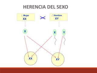 ♂ Hombre
♀ Mujer
XX XY
X X Y
XX XY
HERENCIA DEL SEXO
 