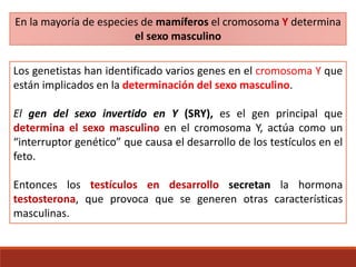 En la mayoría de especies de mamíferos el cromosoma Y determina
el sexo masculino
Los genetistas han identificado varios genes en el cromosoma Y que
están implicados en la determinación del sexo masculino.
El gen del sexo invertido en Y (SRY), es el gen principal que
determina el sexo masculino en el cromosoma Y, actúa como un
“interruptor genético” que causa el desarrollo de los testículos en el
feto.
Entonces los testículos en desarrollo secretan la hormona
testosterona, que provoca que se generen otras características
masculinas.
 