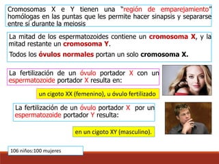 Cromosomas X e Y tienen una “región de emparejamiento”
homólogas en las puntas que les permite hacer sinapsis y separarse
entre sí durante la meiosis
La mitad de los espermatozoides contiene un cromosoma X, y la
mitad restante un cromosoma Y.
Todos los óvulos normales portan un solo cromosoma X.
La fertilización de un óvulo portador X con un
espermatozoide portador X resulta en:
La fertilización de un óvulo portador X por un
espermatozoide portador Y resulta:
un cigoto XX (femenino), u óvulo fertilizado
en un cigoto XY (masculino).
106 niños:100 mujeres
 