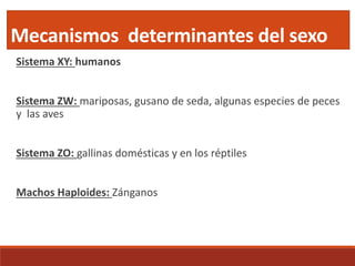 Mecanismos determinantes del sexo
Sistema XY: humanos
Sistema ZW: mariposas, gusano de seda, algunas especies de peces
y las aves
Sistema ZO: gallinas domésticas y en los réptiles
Machos Haploides: Zánganos
 