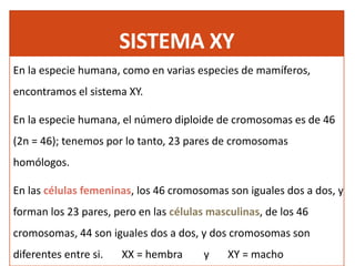 SISTEMA XY
En la especie humana, como en varias especies de mamíferos,
encontramos el sistema XY.
En la especie humana, el número diploide de cromosomas es de 46
(2n = 46); tenemos por lo tanto, 23 pares de cromosomas
homólogos.
En las células femeninas, los 46 cromosomas son iguales dos a dos, y
forman los 23 pares, pero en las células masculinas, de los 46
cromosomas, 44 son iguales dos a dos, y dos cromosomas son
diferentes entre si. XX = hembra y XY = macho
 